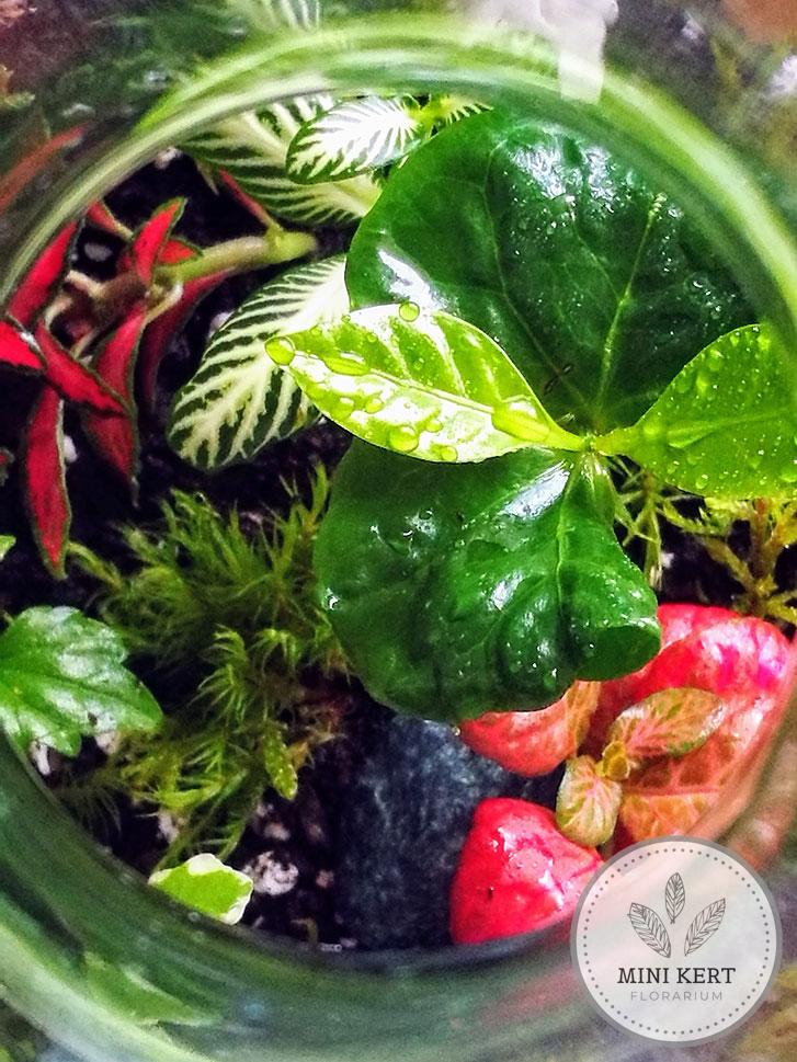 Kayu exkluzív váza florárium