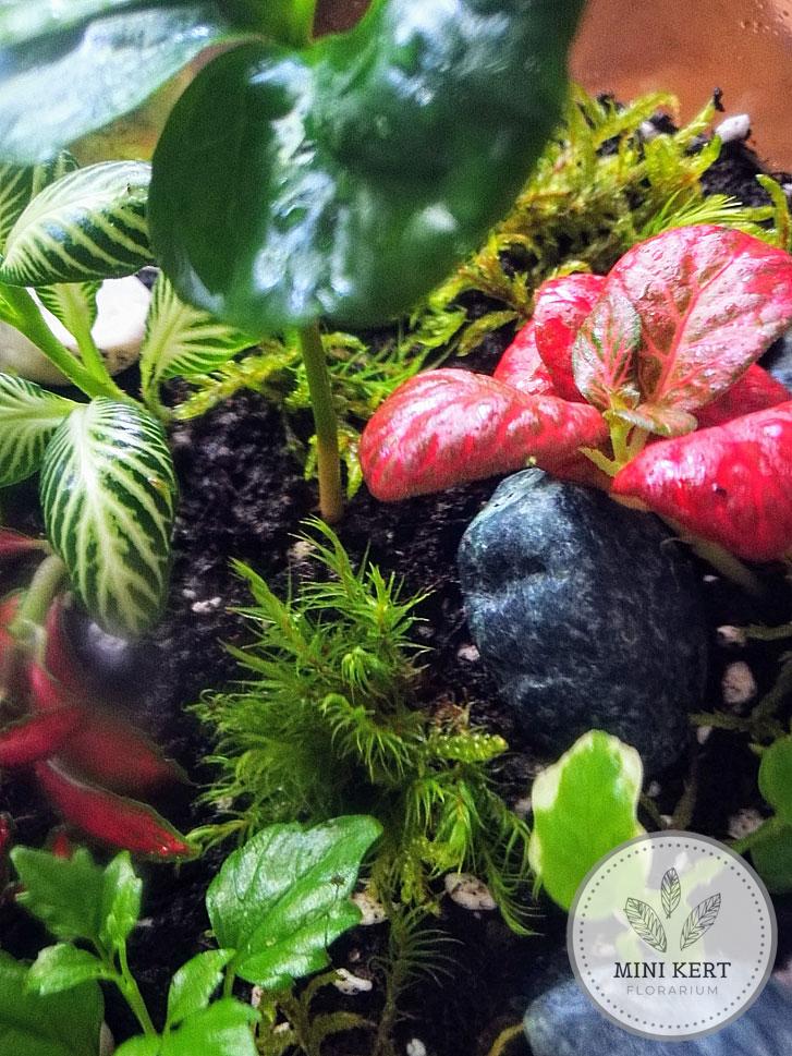 Kayu exkluzív váza florárium