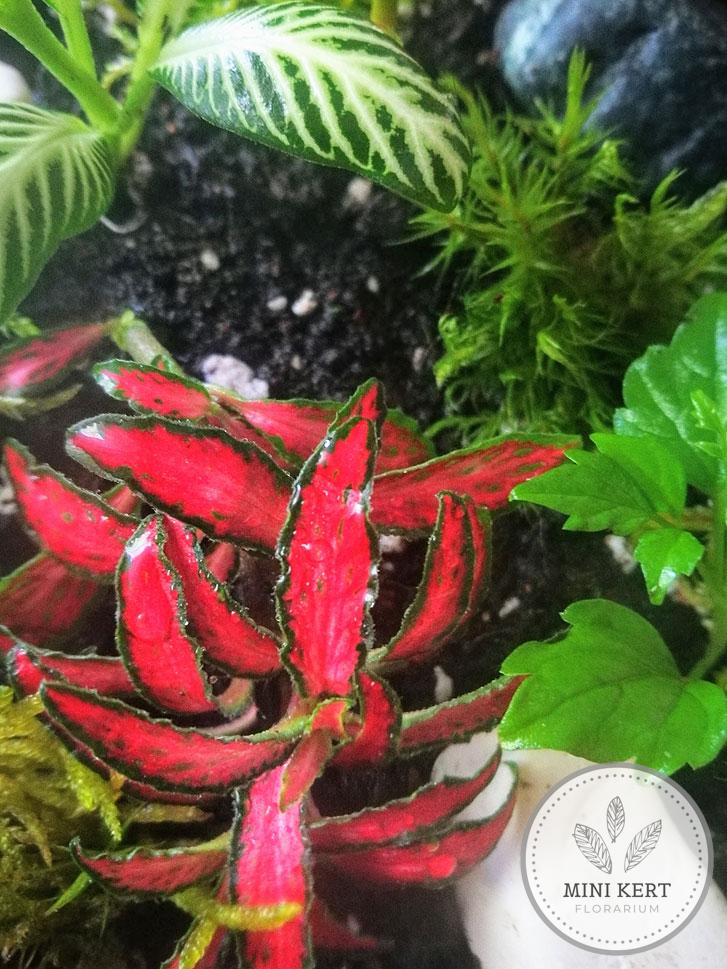 Kayu exkluzív váza florárium