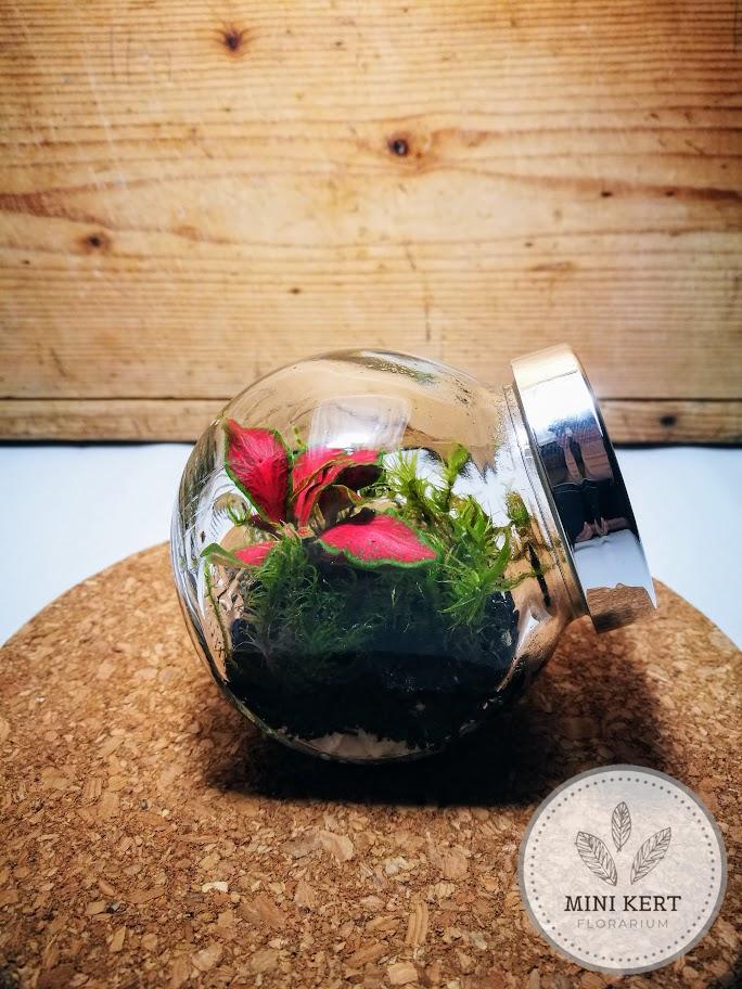 mini döntött florárium közeli