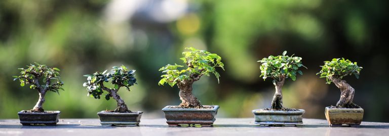 bonsai fák