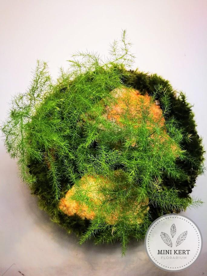 Magas üveg florárium "Aszparágusz liget" - Image 4