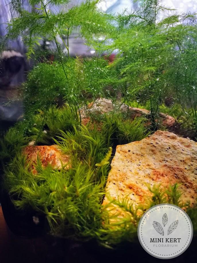 Magas üveg florárium "Aszparágusz liget" - Image 3