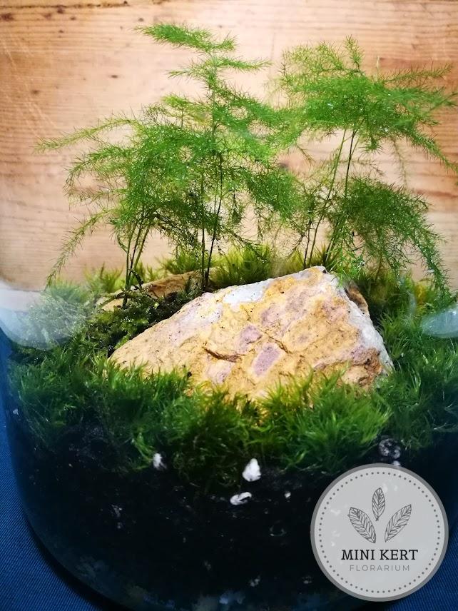 Magas üveg florárium "Aszparágusz liget" - Image 2