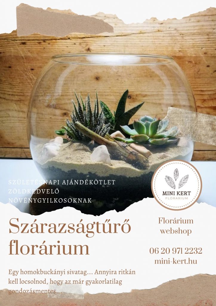 születésnapi ajándékötlet szukkulens üveggömb