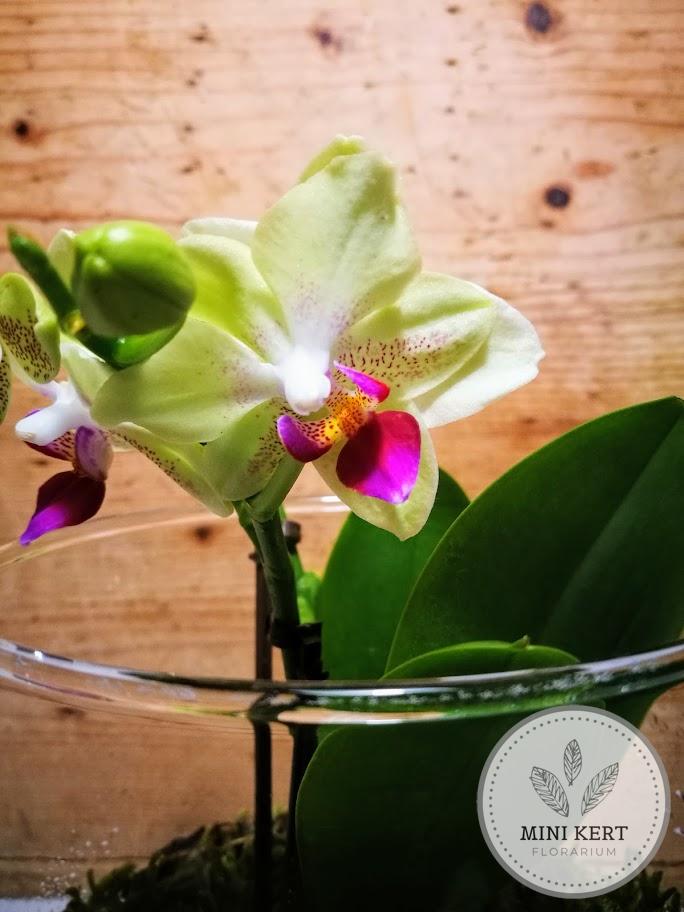 Orchidea florárium "Zöldek" - Image 2