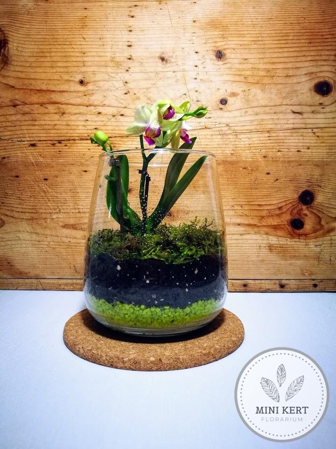 orchidea florárium zöld dekorkővel