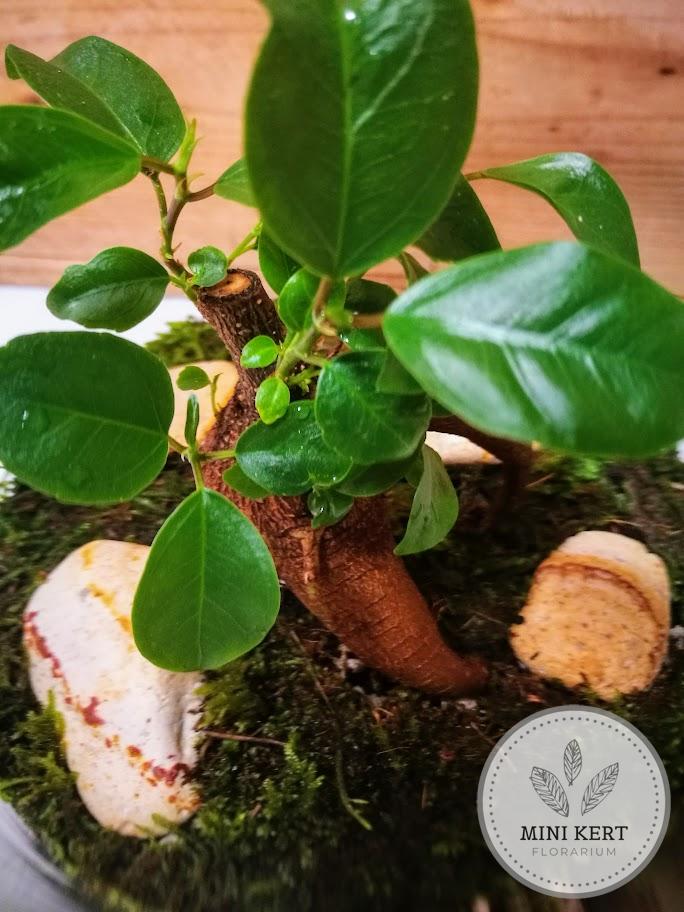 Magas üveg florárium "Bonsai ginzeng" - Image 4