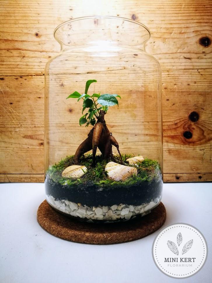 bonsai florarium ficus ginseng