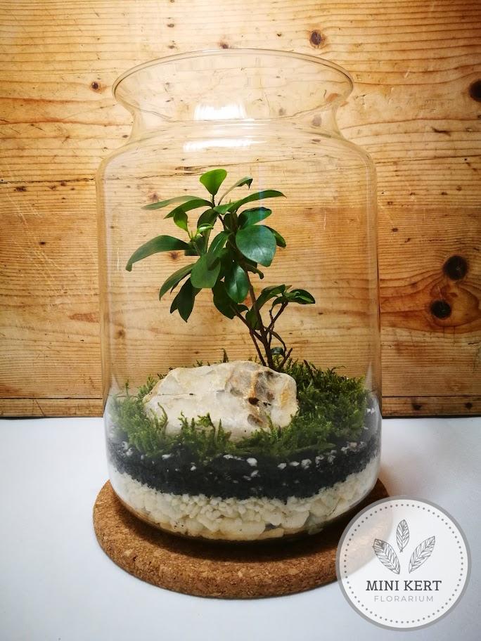 Magas üveg florárium "Bonsai ginzeng" - Image 5