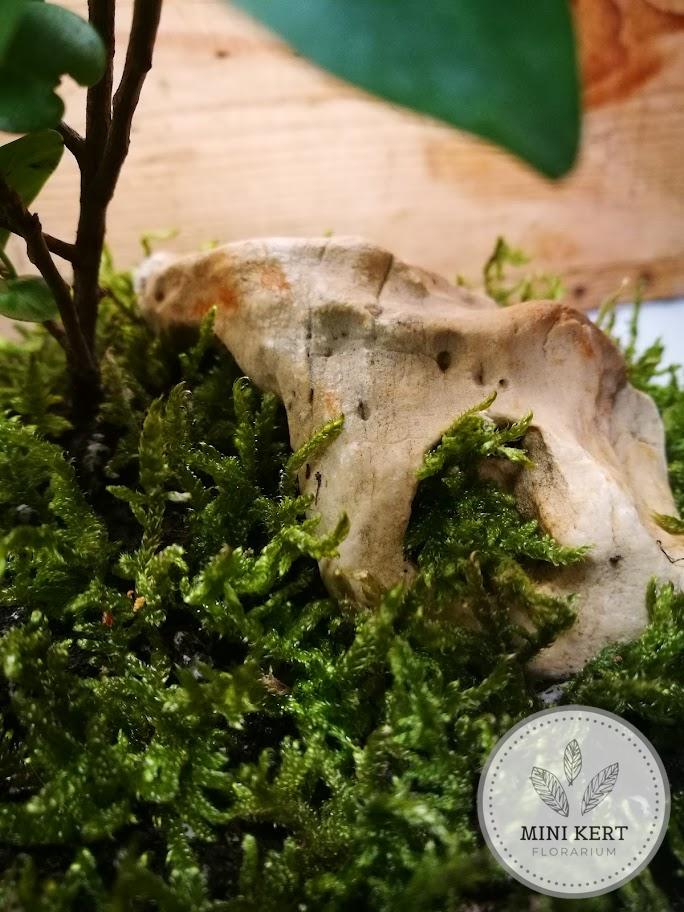 Magas üveg florárium "Bonsai ginzeng" - Image 7