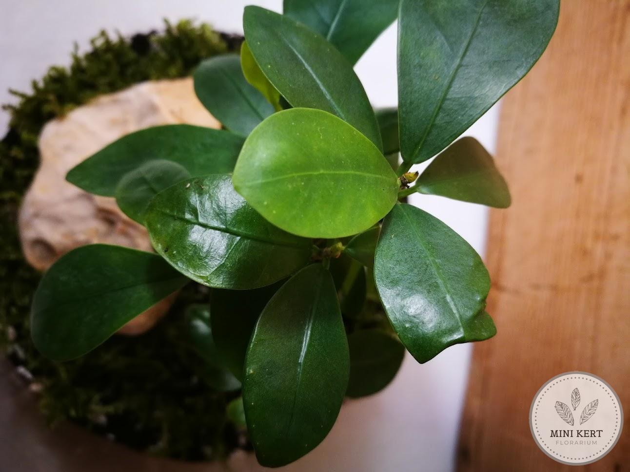 bonsai fikusz