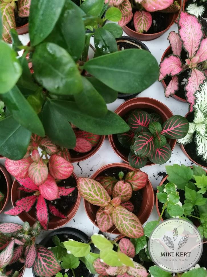 párakedvelő floráriumi növények