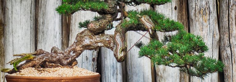 bonsai
