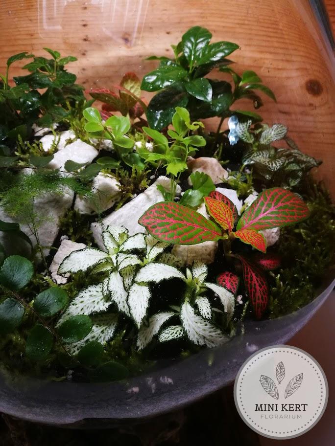 Kayu exkluzív óriás florárium Aldo 40 - Image 3