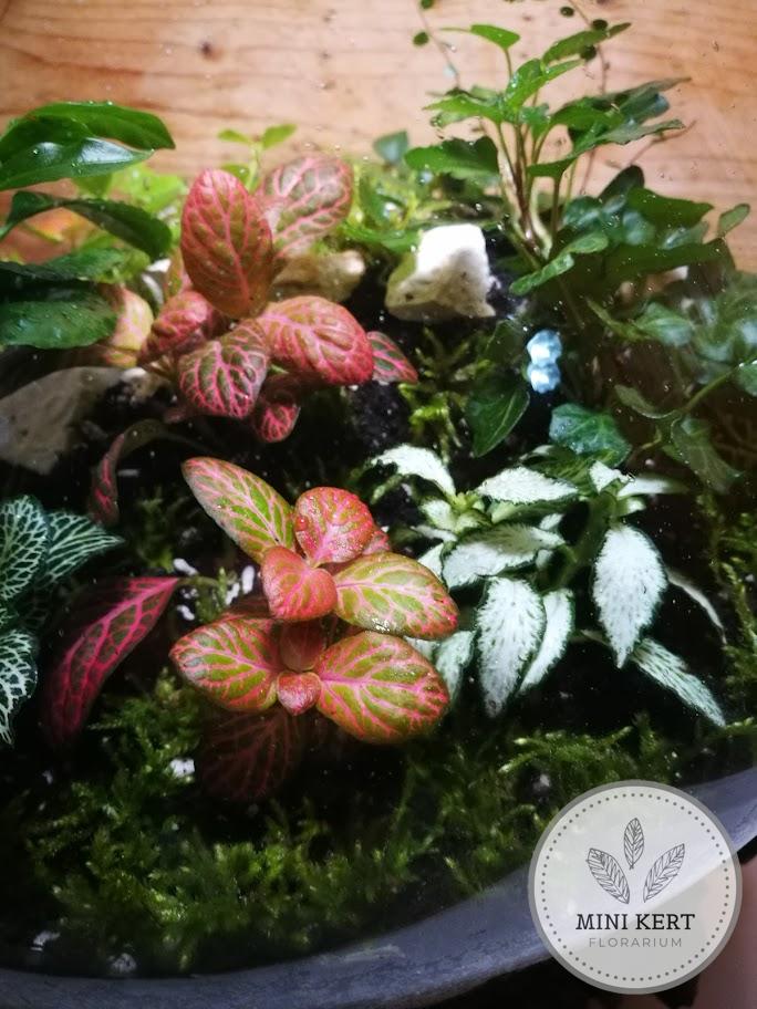 Kayu exkluzív óriás florárium Aldo 40 - Image 4
