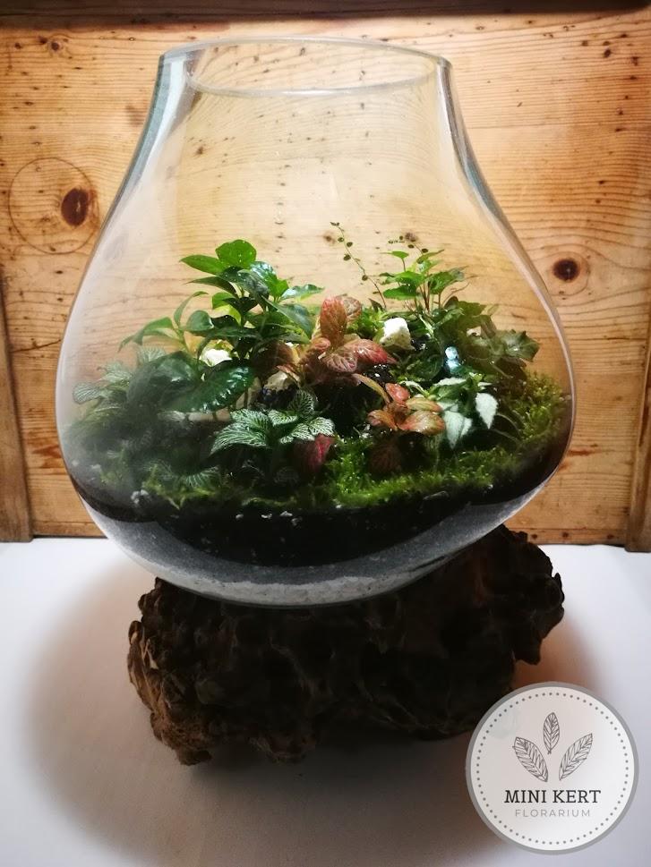 Kayu Aldo40 óriás florárium