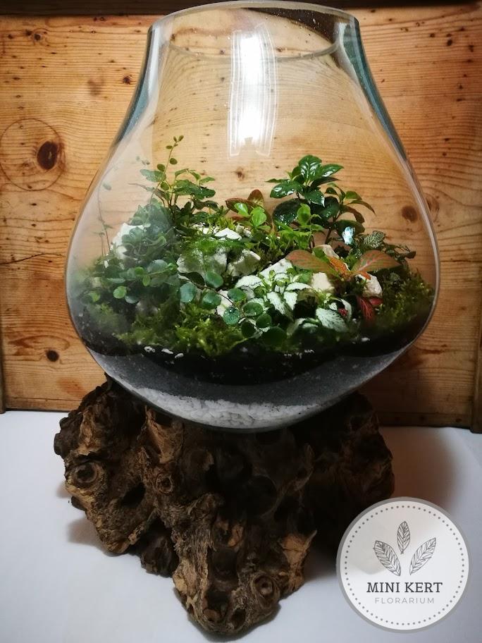 Kayu exkluzív óriás florárium Aldo 40 - Image 2