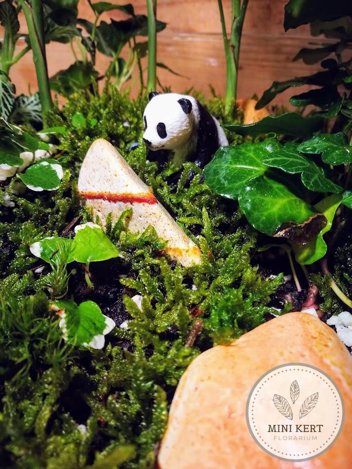 Kusamono üvegtál 25 cm átmérő "Panda" - Image 2
