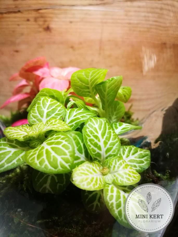 Kayu exkluzív mély florárium - Axel M - Image 2
