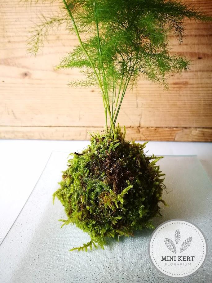 Aszparágusz kokedama - Image 2