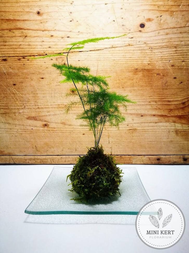 kokedama fátyolaszparágusszal