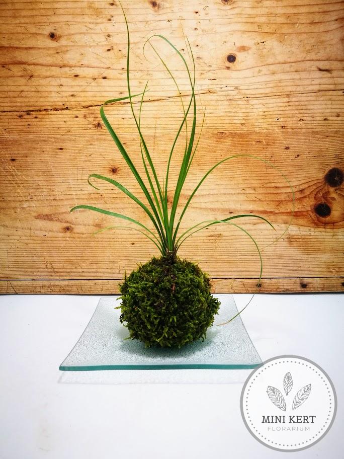 kokedama elefántláb