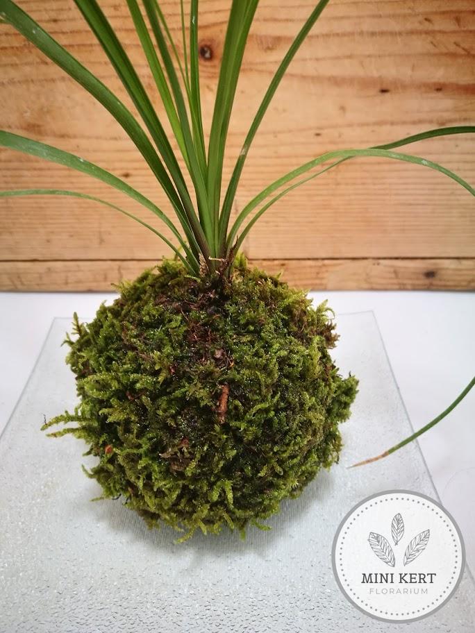 Elefántláb kokedama - Image 3