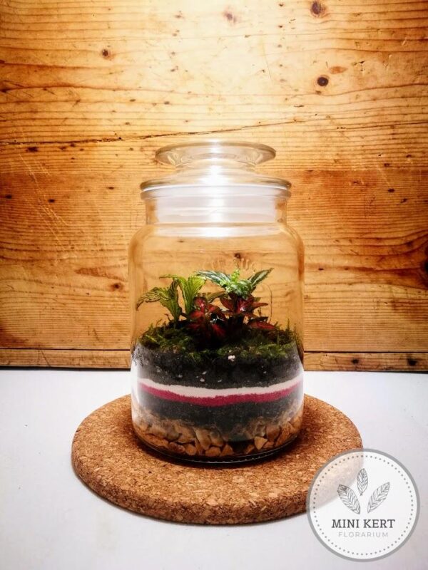 kis feliratos üvegtartály florárium Fukszia