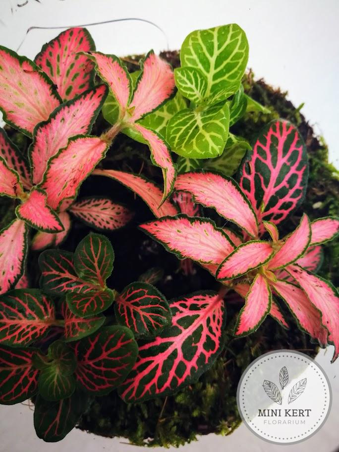 Üvegtetős feliratos kis tároló florárium "Fukszia" - Image 3