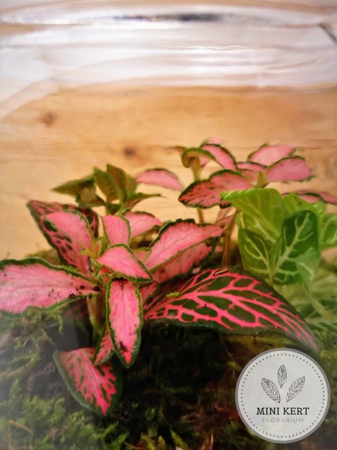Üvegtetős feliratos kis tároló florárium "Fukszia" - Image 4
