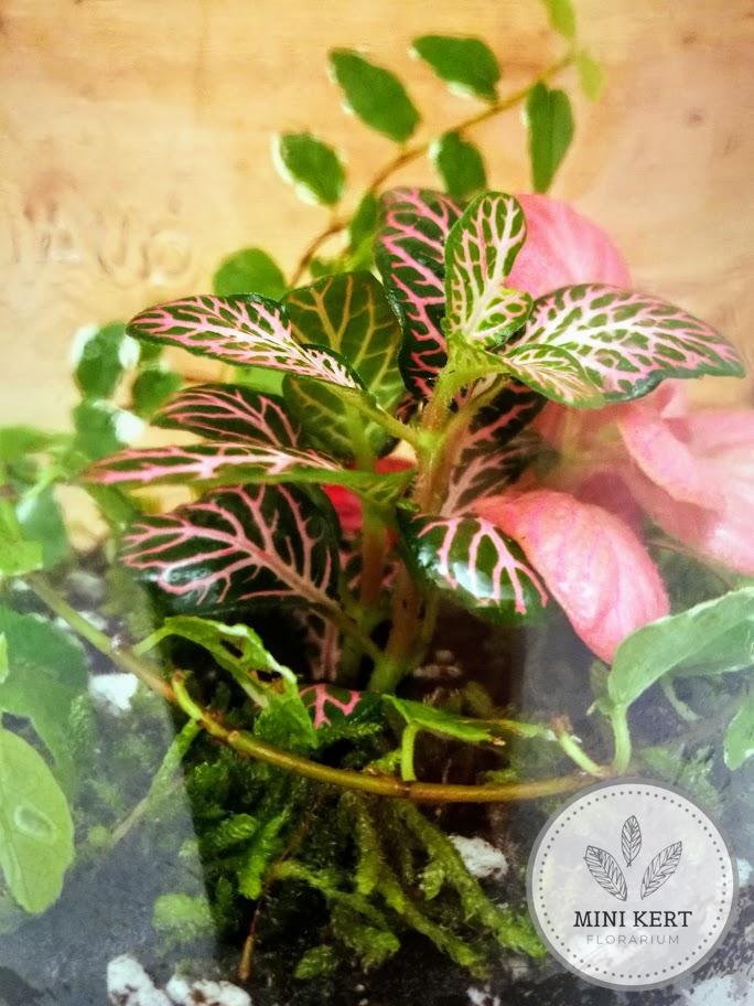 Üvegtetős feliratos tároló florárium "Rózsaszín" - Image 4