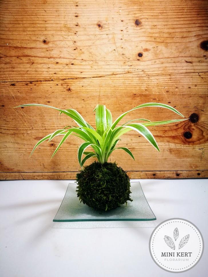 Sás kokedama