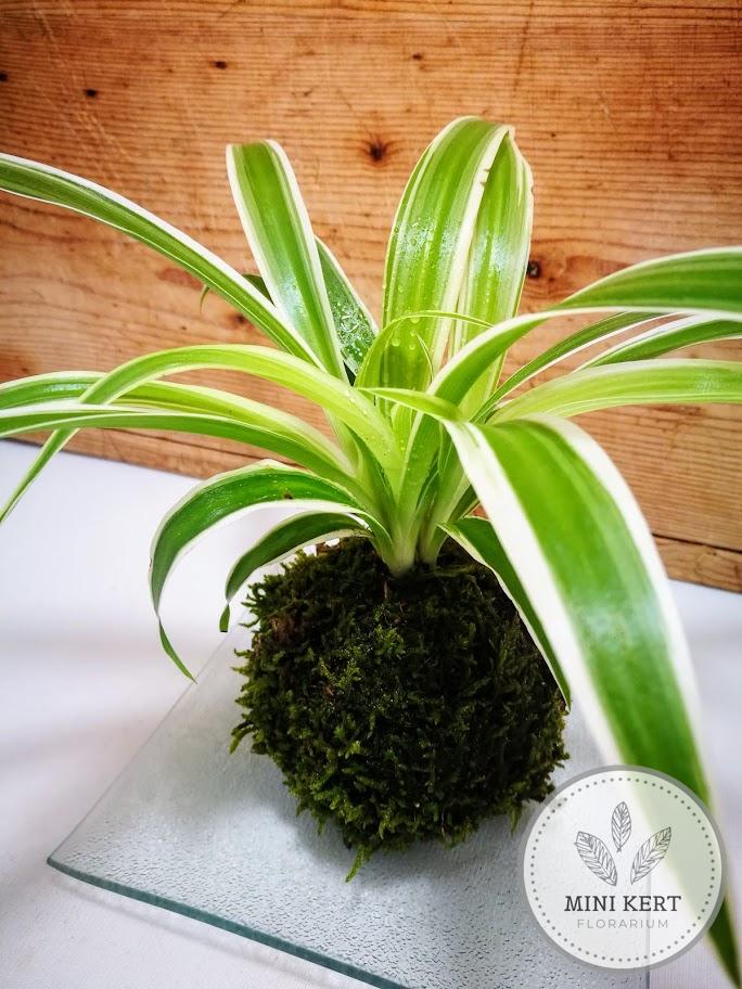 Sás kokedama - Image 2