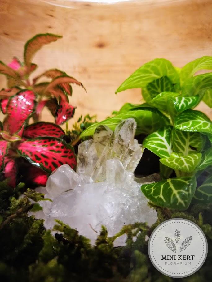 Zárt üvegtetős florárium "Hegyikristály" - Image 3