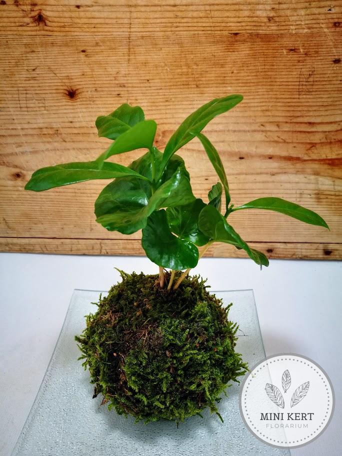 Kávécserje kokedama - Image 2