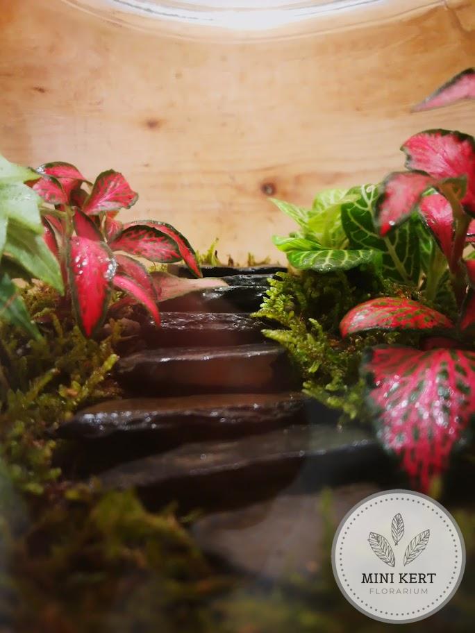 Zárt üvegtetős florárium "Lépcső" - Image 3