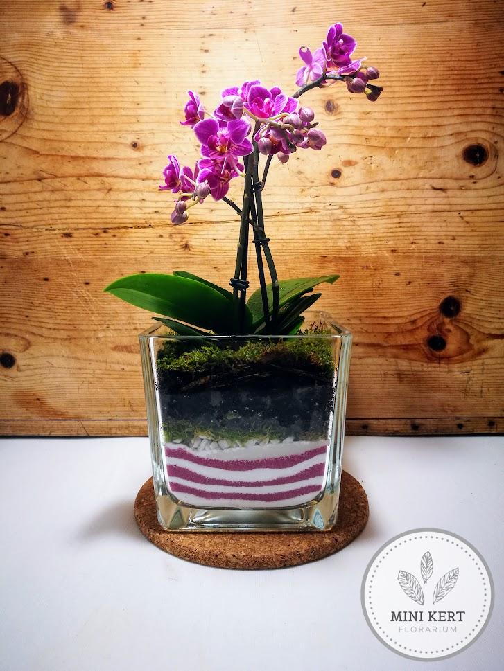 Orchidea florárium üvegkockában