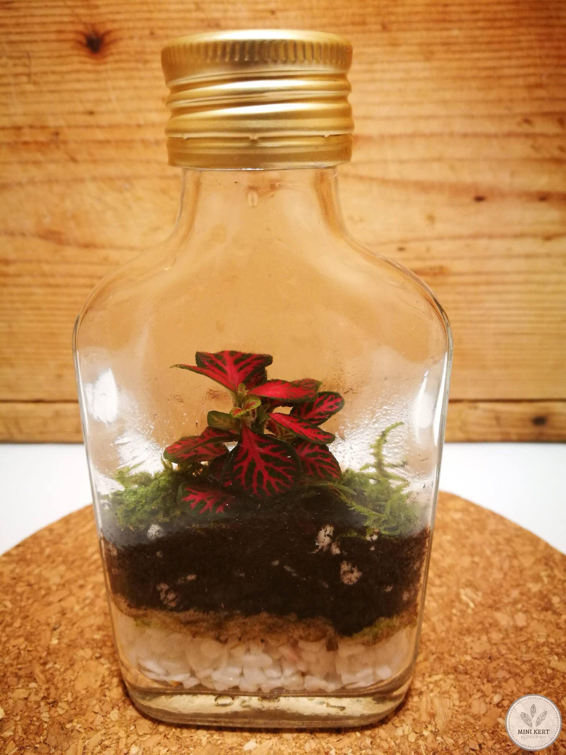 Kis laposüveg florárium - Image 3