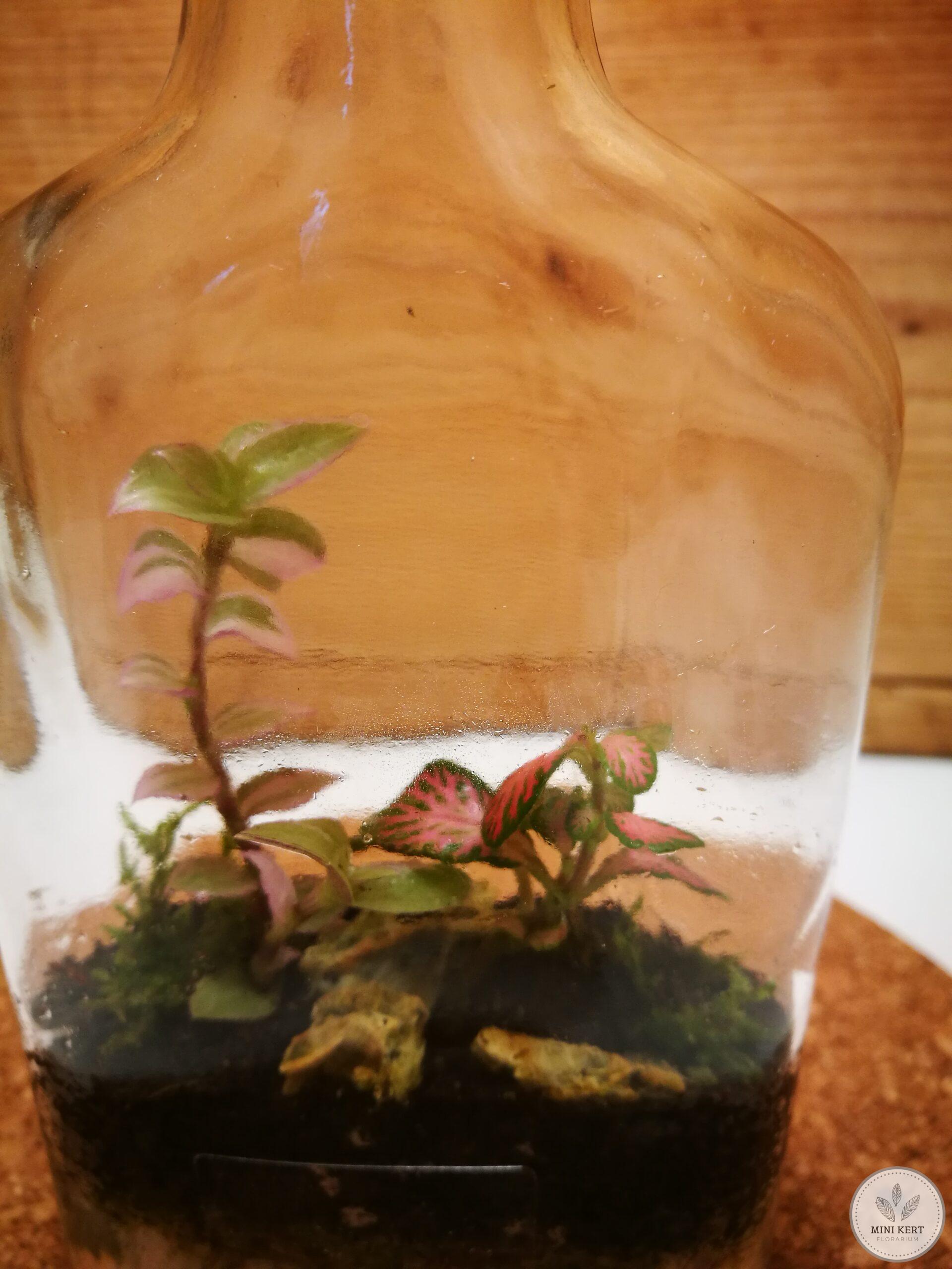 Laposüveg florárium - Image 3