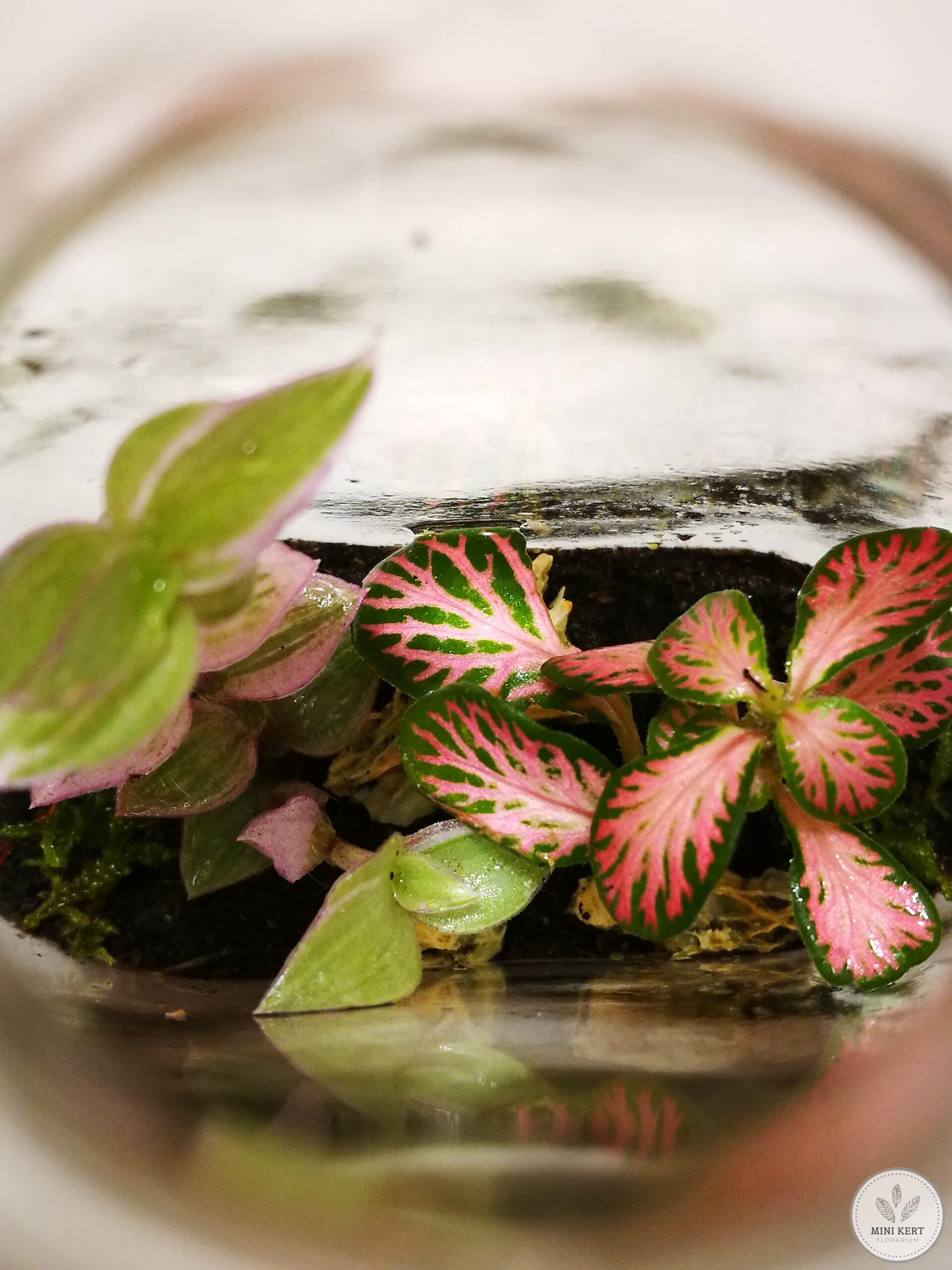 Laposüveg florárium - Image 2