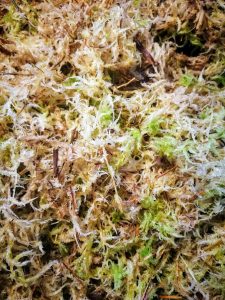 Sphagnum moha