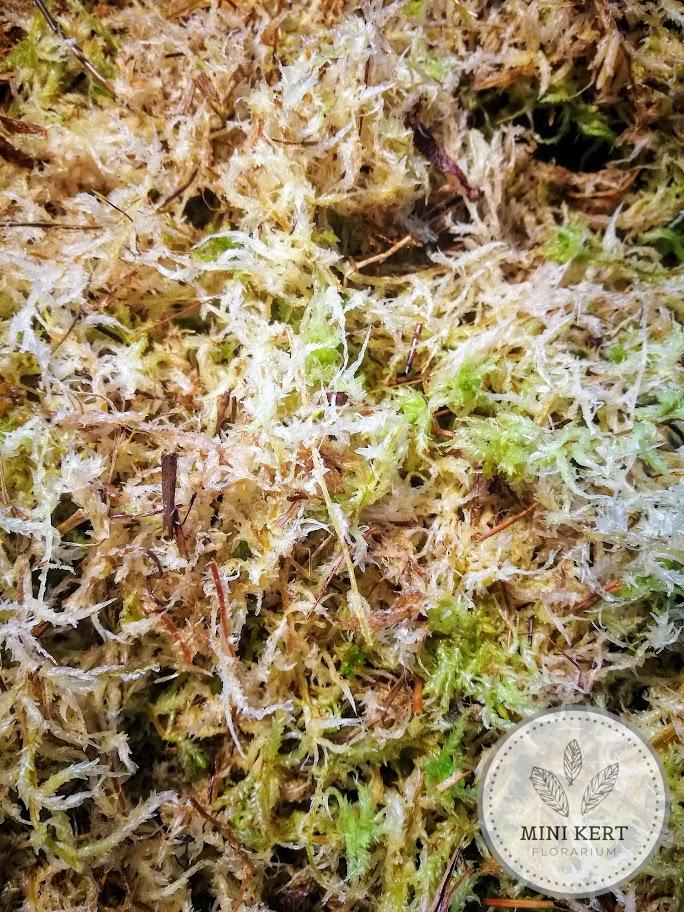 Sphagnum moha