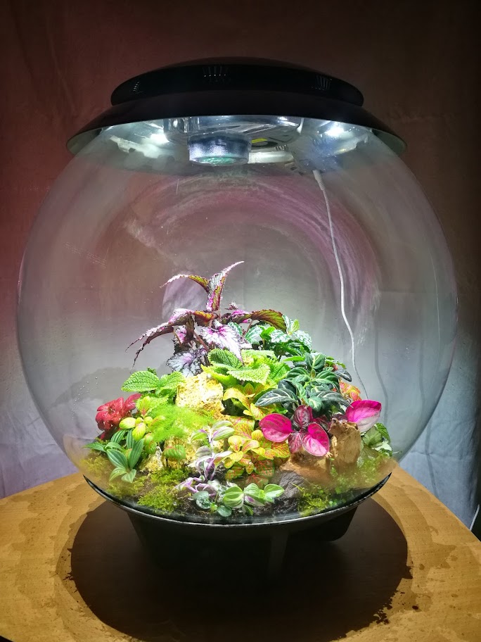 biorb terrárium beültetés