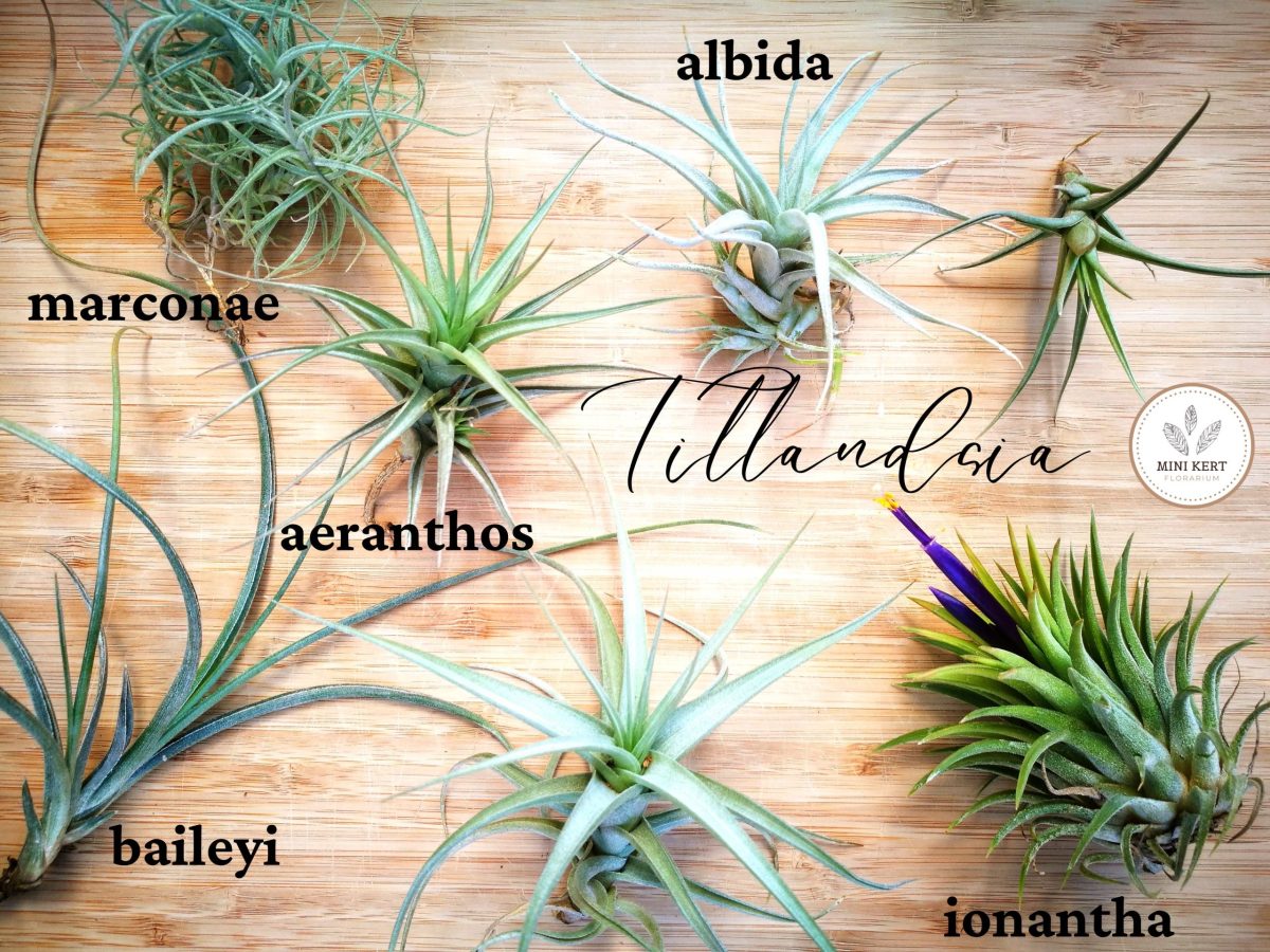 tillandsia fajták