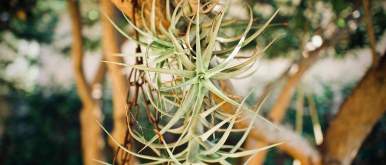 tillandsia, levegőnövény
