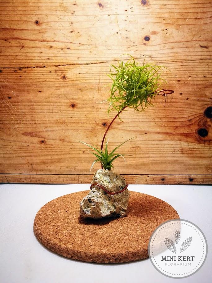 Tillandsia "Lebegés szikla felett"