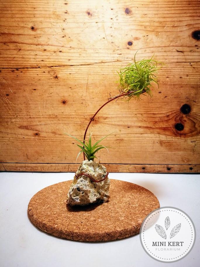 Tillandsia "Lebegés szikla felett" - Image 2