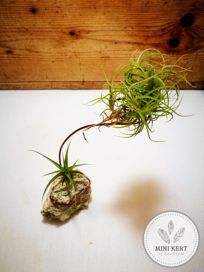 Tillandsia "Lebegés szikla felett" - Image 3