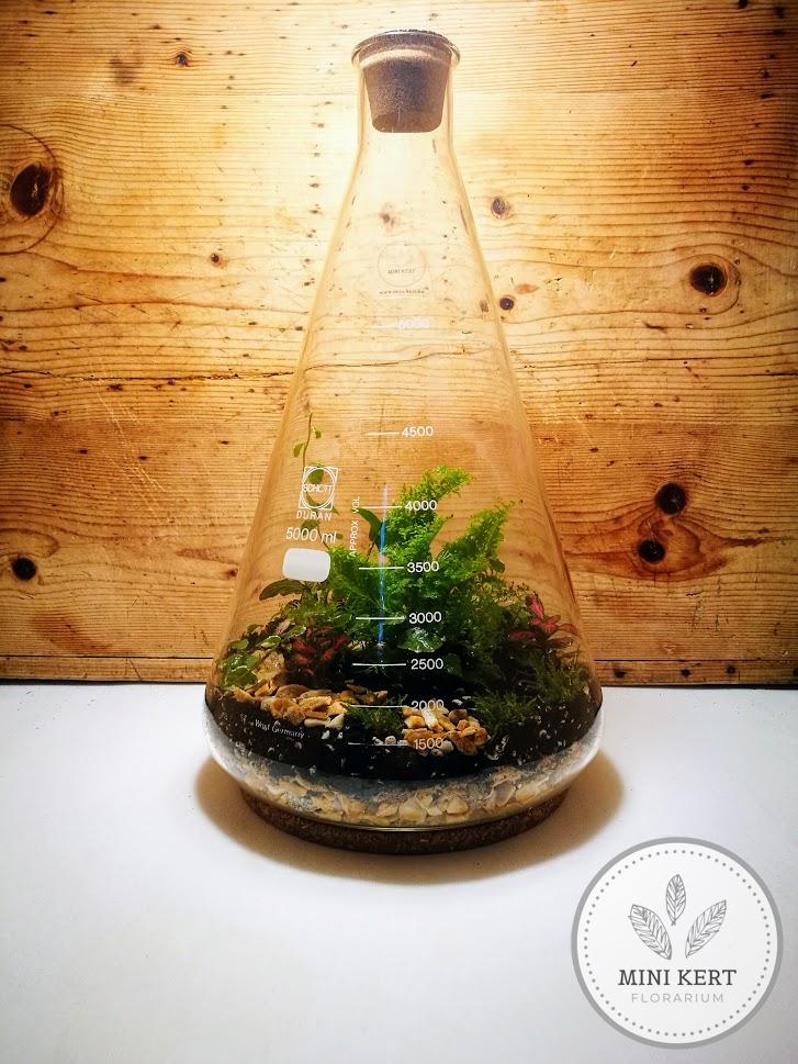 nagy Erlenmeyer lombik florárium